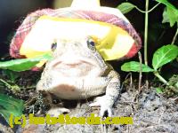 /home//u458753944/public_html/sourcegallery/////////////////////////////McKaig Nature Center/2020-06-05/P6050541.JPG